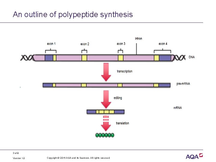 An outline of polypeptide synthesis 3 of 9 Version 1. 0 Copyright © 2016