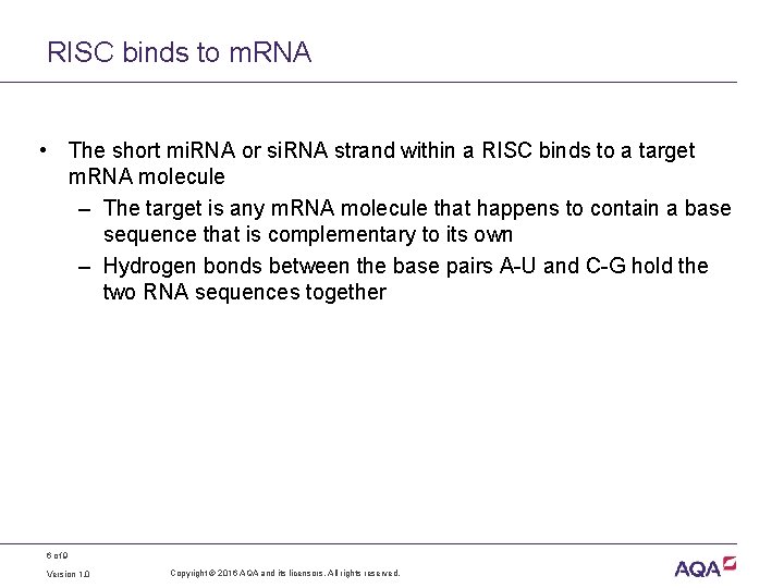 RISC binds to m. RNA • The short mi. RNA or si. RNA strand