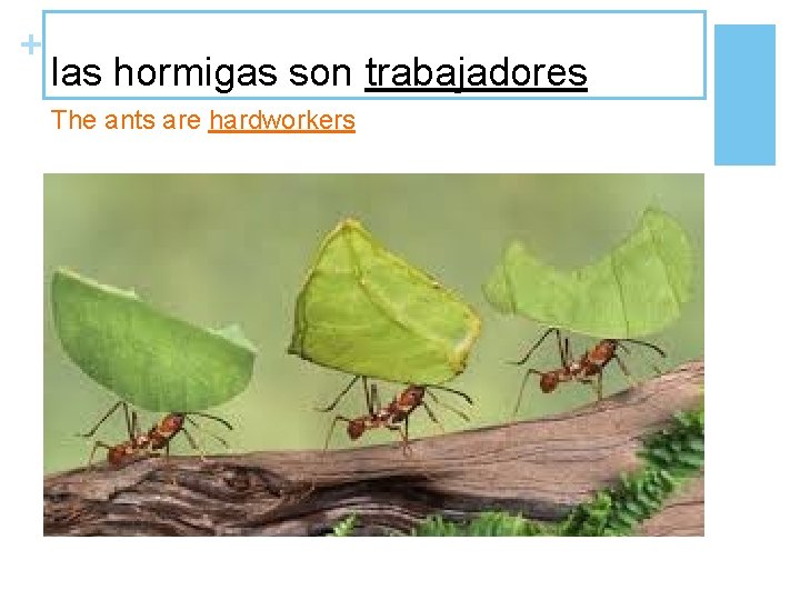 + las hormigas son trabajadores The ants are hardworkers 