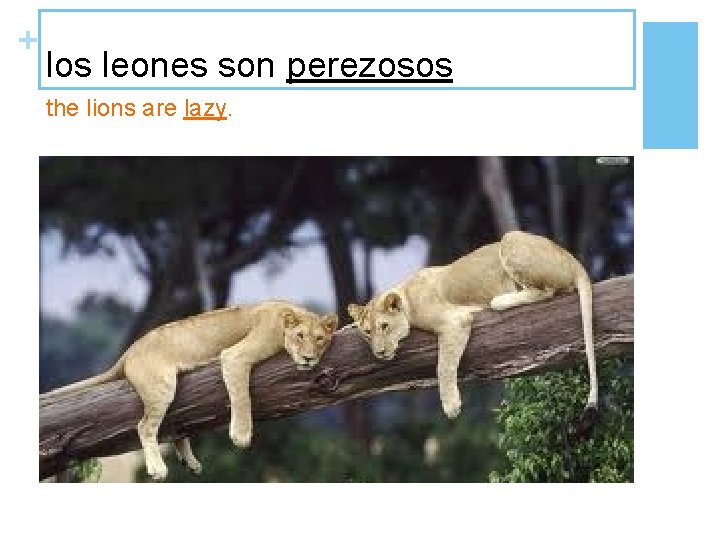 + los leones son perezosos the lions are lazy. 