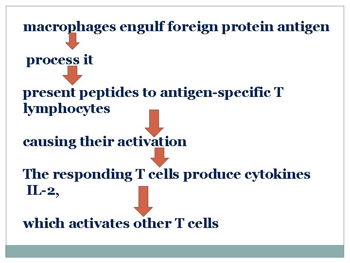 macrophages engulf foreign protein antigen process it present peptides to antigen-specific T lymphocytes causing