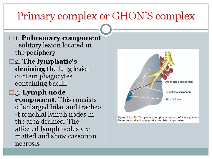 Primary complex or GHON’S complex � 1. Pulmonary component : solitary lesion located in