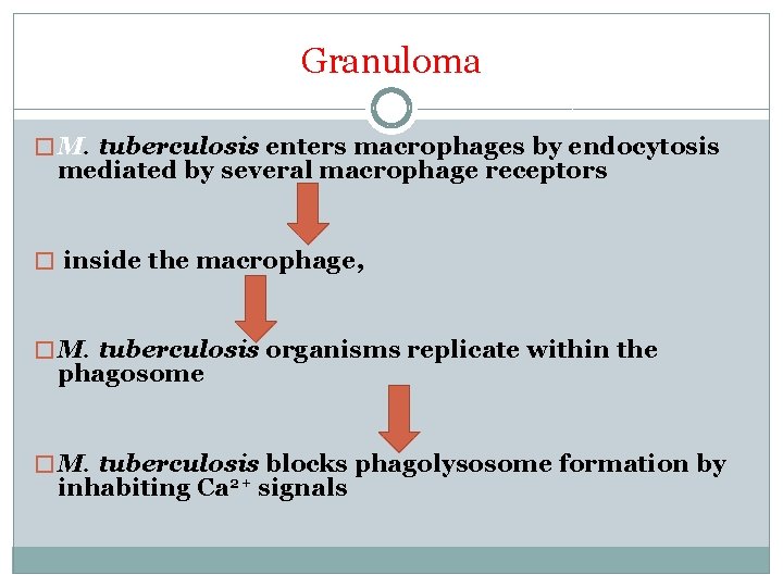 Granuloma � M. tuberculosis enters macrophages by endocytosis mediated by several macrophage receptors �
