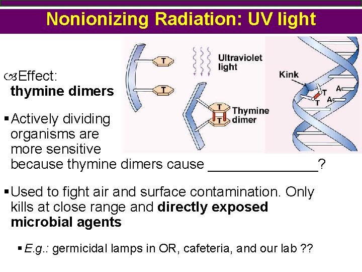 Nonionizing Radiation: UV light Effect: thymine dimers §Actively dividing organisms are more sensitive because