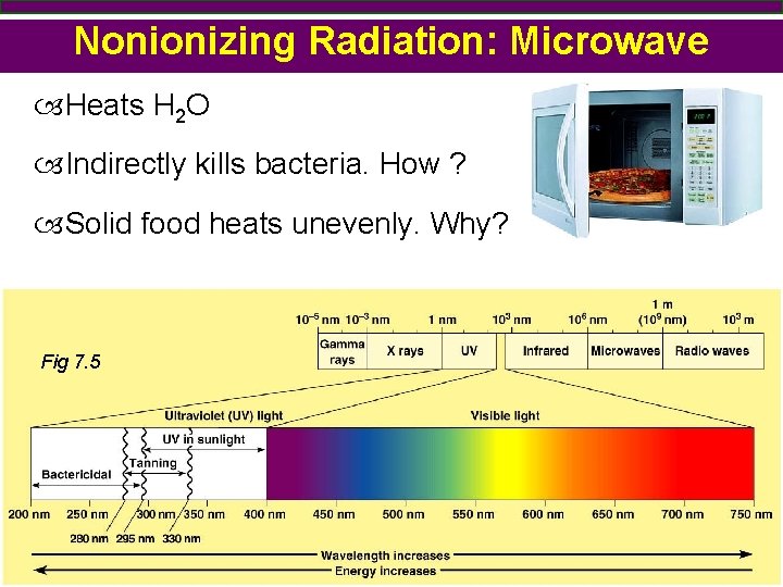 Nonionizing Radiation: Microwave Heats H 2 O Indirectly kills bacteria. How ? Solid food