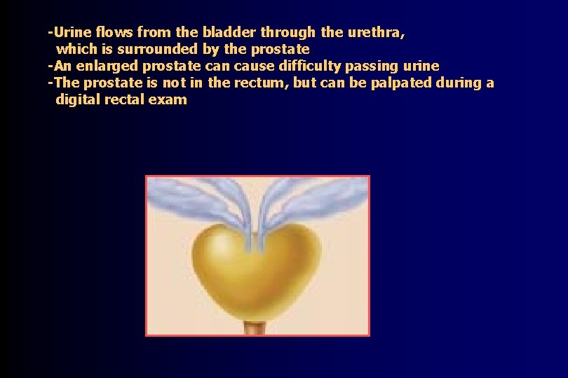 -Urine flows from the bladder through the urethra, which is surrounded by the prostate