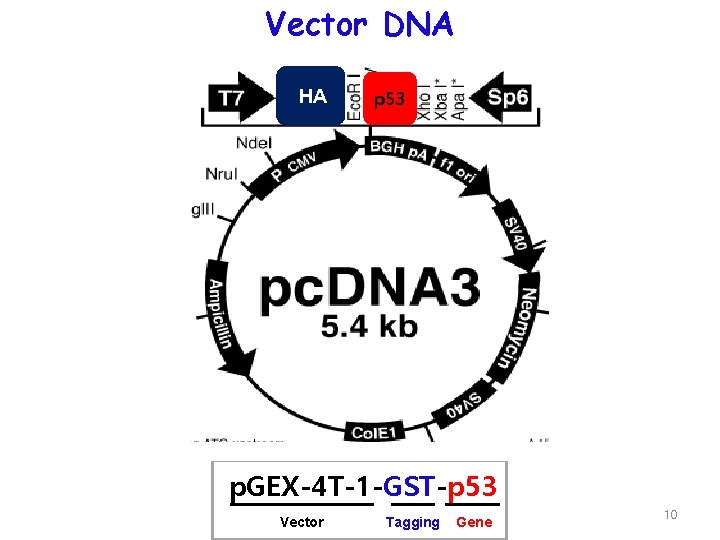 Vector DNA HA p 53 p. GEX-4 T-1 -GST-p 53 Vector Tagging Gene 10
