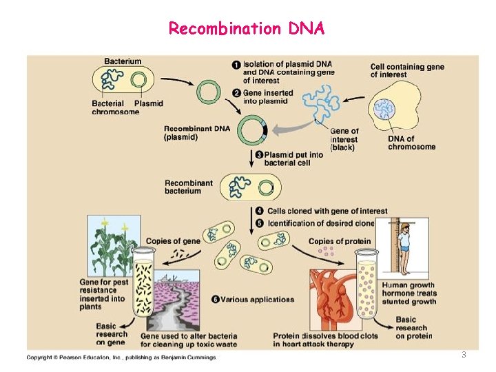 Recombination DNA 3 