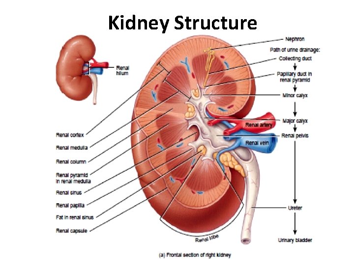Kidney Structure 