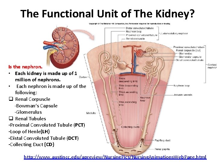 The Functional Unit of The Kidney? Is the nephron. • Each kidney is made
