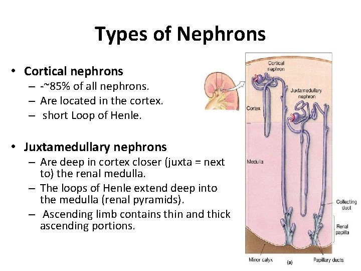 Types of Nephrons • Cortical nephrons – -~85% of all nephrons. – Are located