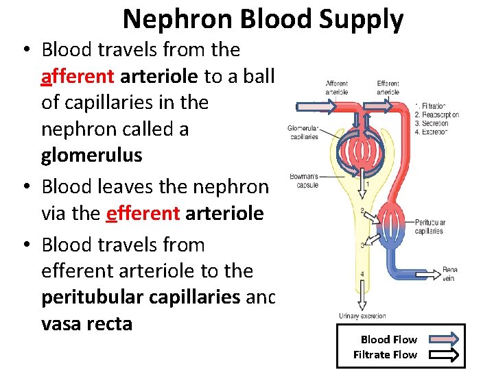 Nephron Blood Supply • Blood travels from the afferent arteriole to a ball of