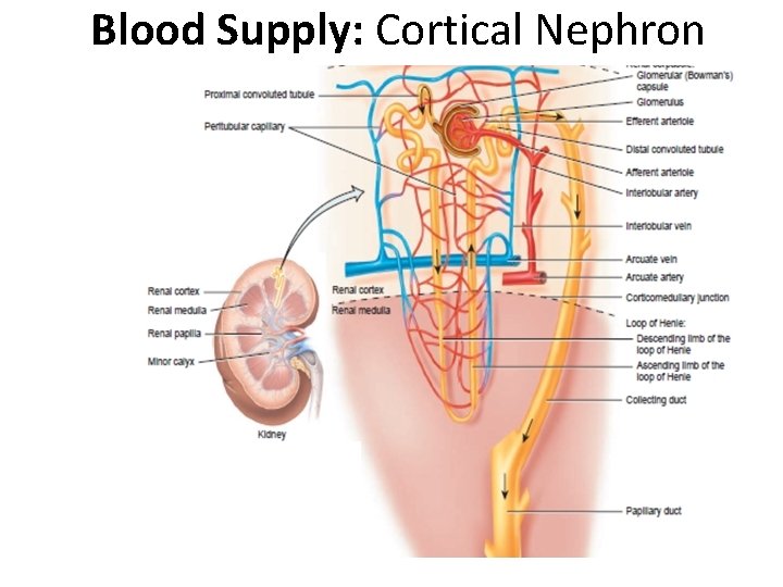 Blood Supply: Cortical Nephron 