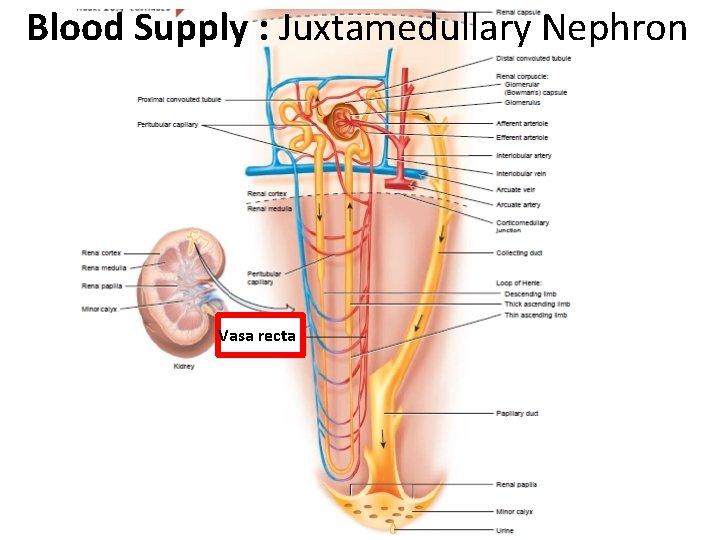 Blood Supply : Juxtamedullary Nephron Vasa recta 