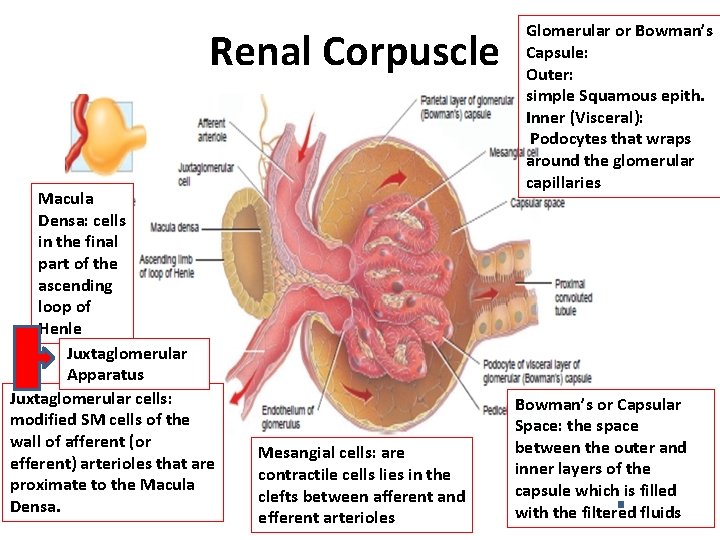 Renal Corpuscle Macula Densa: cells in the final part of the ascending loop of