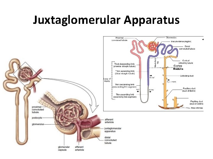 Juxtaglomerular Apparatus 