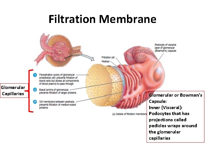 Filtration Membrane Glomerular Capillaries Glomerular or Bowman’s Capsule: Inner (Visceral): Podocytes that has projections