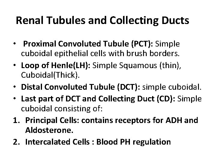 Renal Tubules and Collecting Ducts • Proximal Convoluted Tubule (PCT): Simple cuboidal epithelial cells