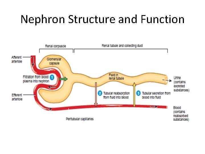 Nephron Structure and Function 