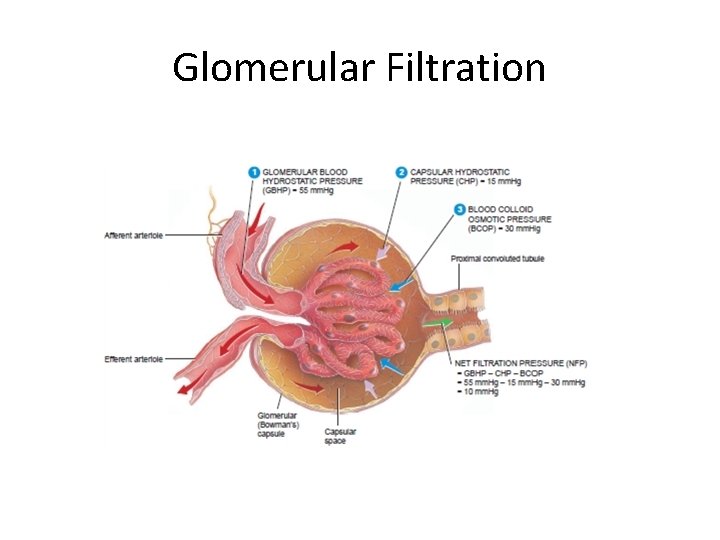 Glomerular Filtration 