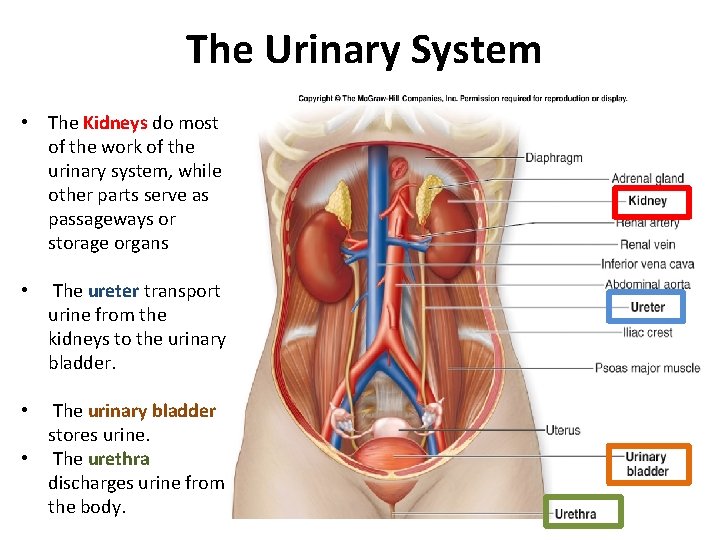 The Urinary System • The Kidneys do most of the work of the urinary