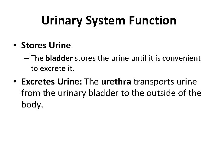 Urinary System Function • Stores Urine – The bladder stores the urine until it