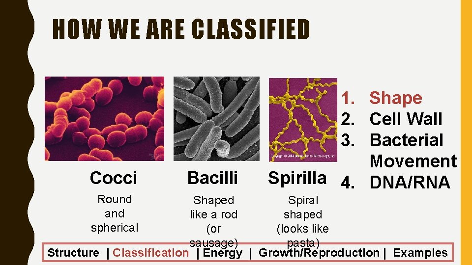 HOW WE ARE CLASSIFIED Cocci Round and spherical Bacilli 1. Shape 2. Cell Wall