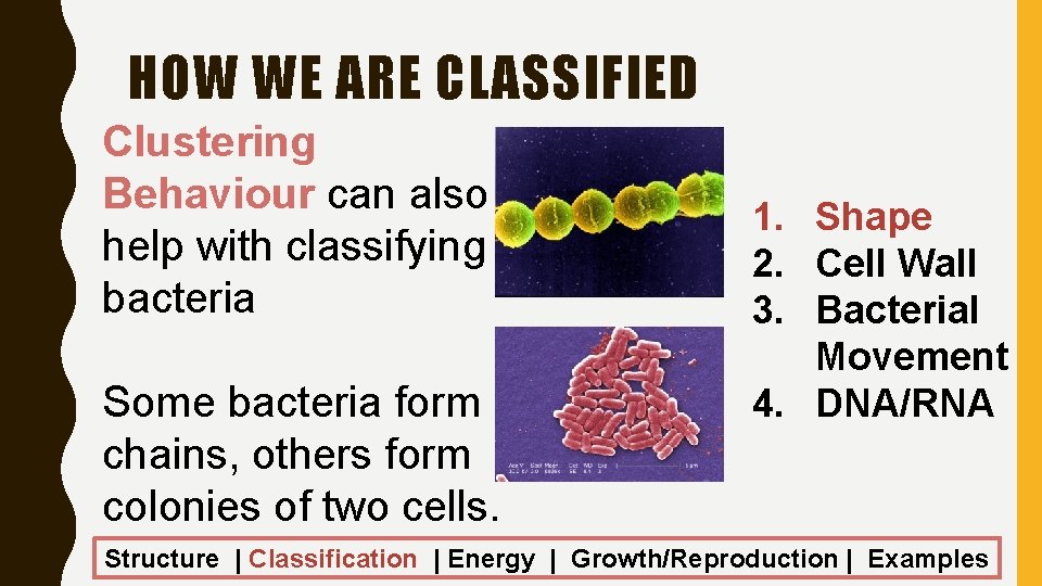 HOW WE ARE CLASSIFIED Clustering Behaviour can also help with classifying bacteria Some bacteria
