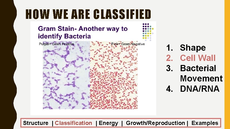 HOW WE ARE CLASSIFIED 1. Shape 2. Cell Wall 3. Bacterial Movement 4. DNA/RNA