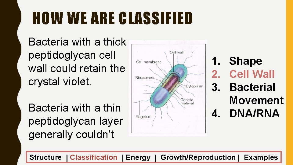 HOW WE ARE CLASSIFIED Bacteria with a thick peptidoglycan cell wall could retain the