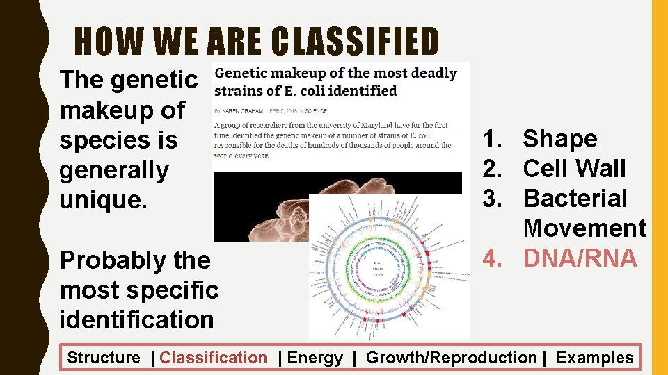 HOW WE ARE CLASSIFIED The genetic makeup of species is generally unique. Probably the