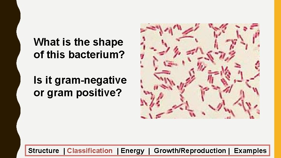 What is the shape of this bacterium? Is it gram-negative or gram positive? Structure