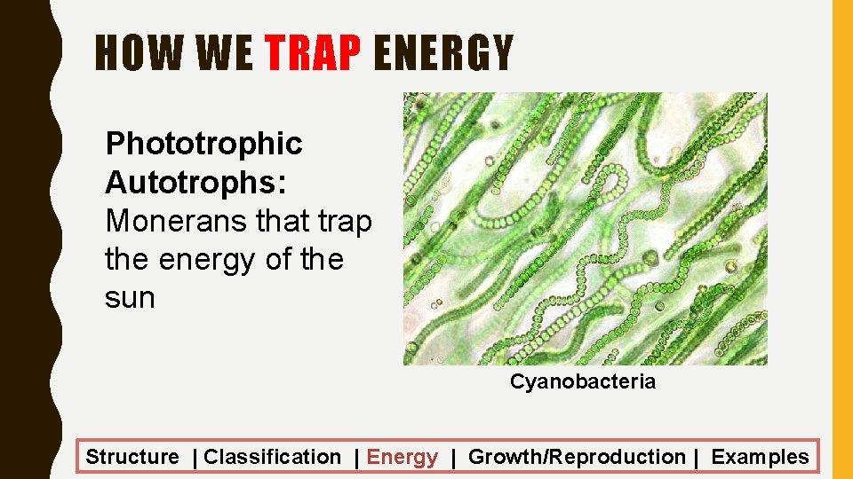 HOW WE TRAP ENERGY Phototrophic Autotrophs: Monerans that trap the energy of the sun