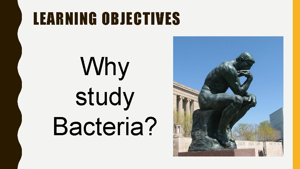 LEARNING OBJECTIVES Why study Bacteria? 