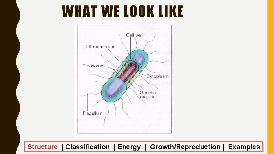 WHAT WE LOOK LIKE Structure | Classification | Energy | Growth/Reproduction | Examples 