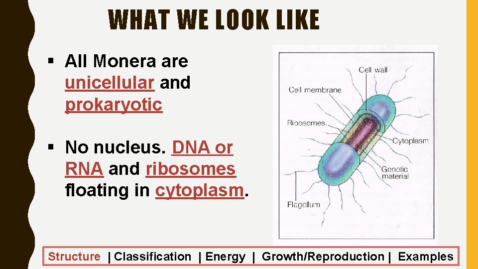 WHAT WE LOOK LIKE § All Monera are unicellular and prokaryotic § No nucleus.