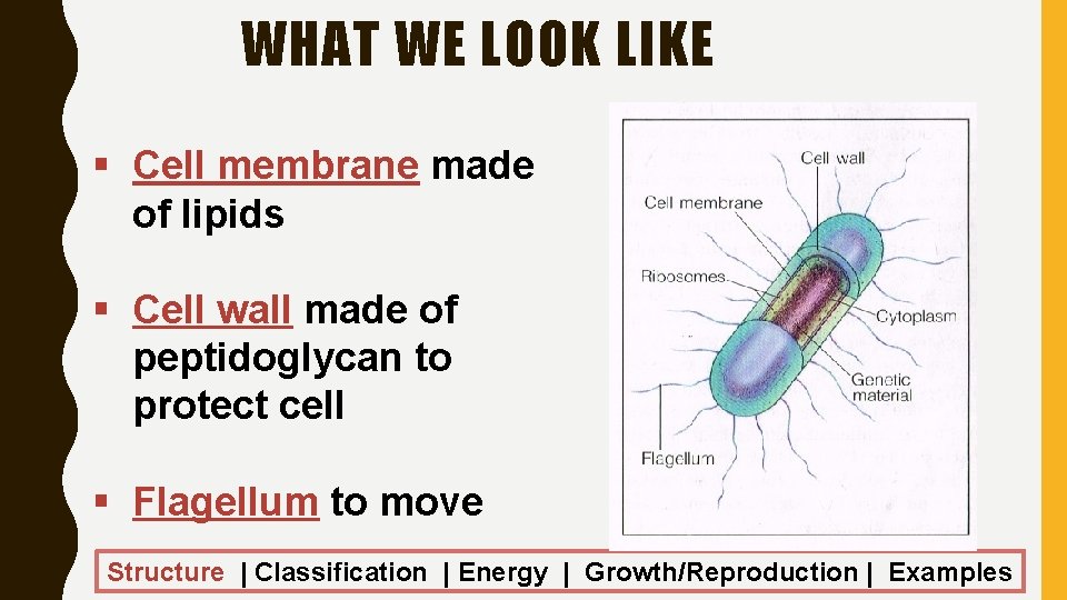 WHAT WE LOOK LIKE § Cell membrane made of lipids § Cell wall made