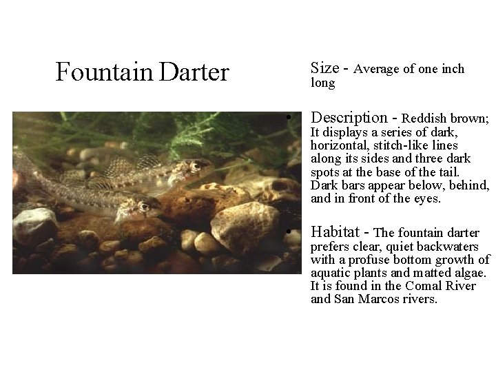 Fountain Darter Size - Average of one inch long • Description - Reddish brown;