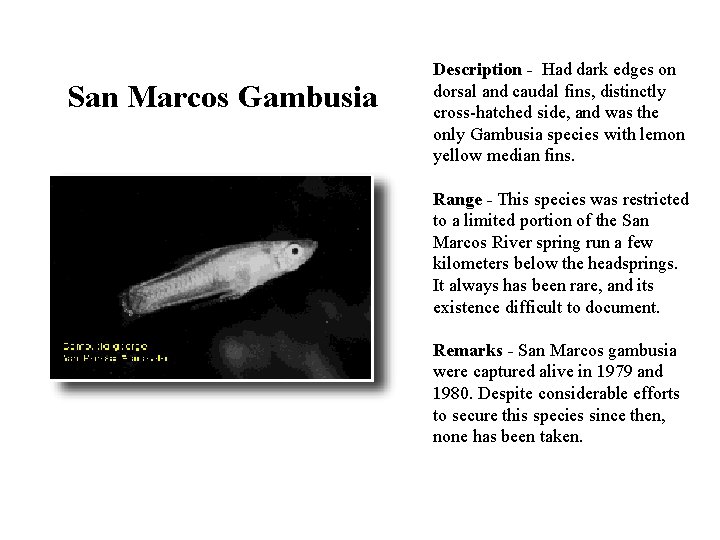 San Marcos Gambusia Description - Had dark edges on dorsal and caudal fins, distinctly