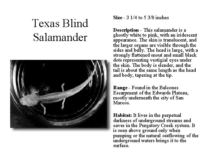 Texas Blind Salamander Size - 3 1/4 to 5 3/8 inches Description - This
