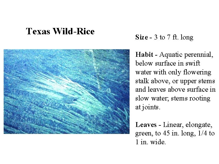 Texas Wild-Rice Size - 3 to 7 ft. long Habit - Aquatic perennial, below