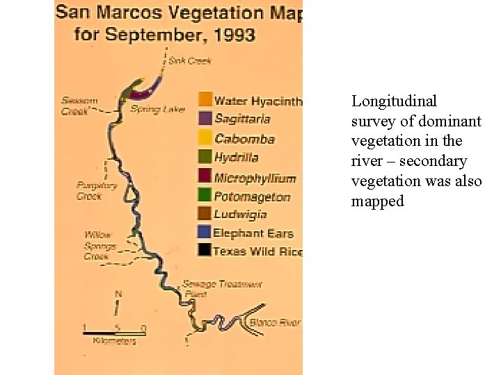 Longitudinal survey of dominant vegetation in the river – secondary vegetation was also mapped
