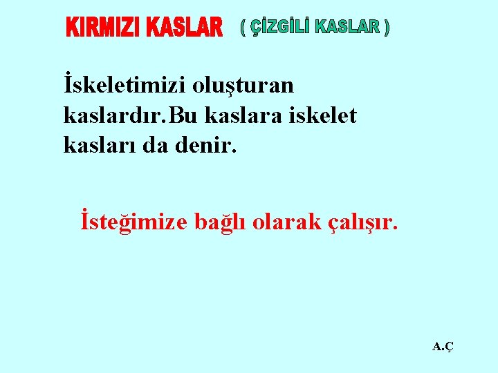 İskeletimizi oluşturan kaslardır. Bu kaslara iskelet kasları da denir. İsteğimize bağlı olarak çalışır. A.