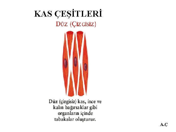 KAS ÇEŞİTLERİ A. Ç 