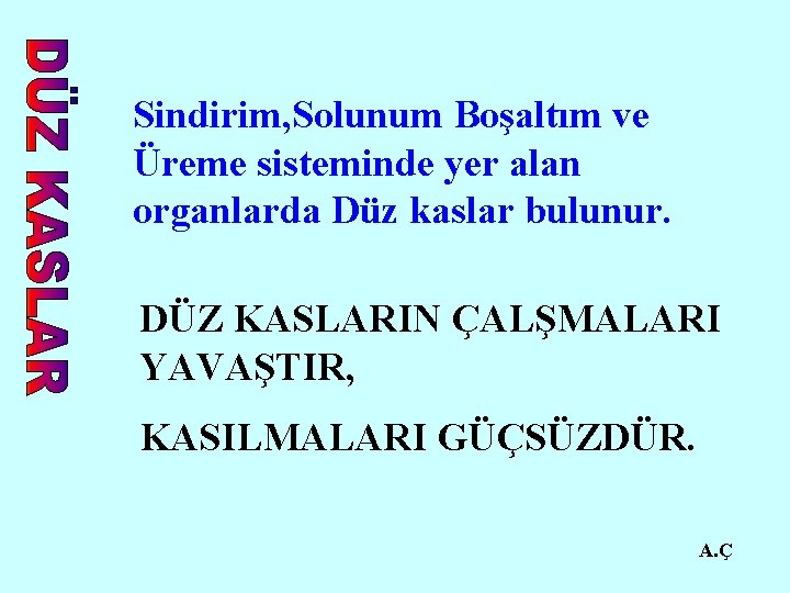 Sindirim, Solunum Boşaltım ve Üreme sisteminde yer alan organlarda Düz kaslar bulunur. DÜZ KASLARIN