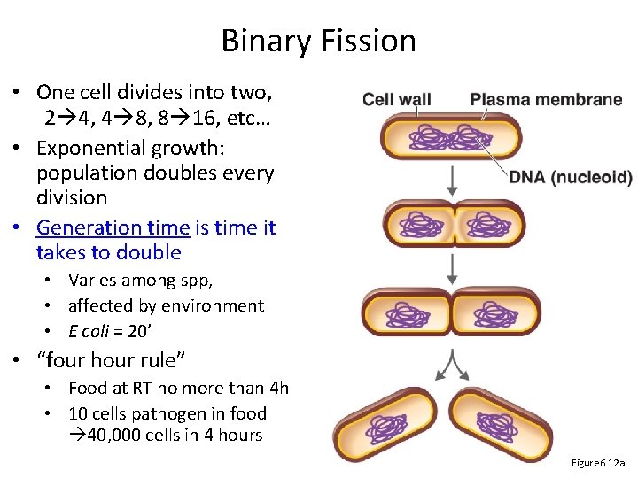 Binary Fission • One cell divides into two, 2 4, 4 8, 8 16, Binary Fission • One cell divides into two, 2 4, 4 8, 8 16,