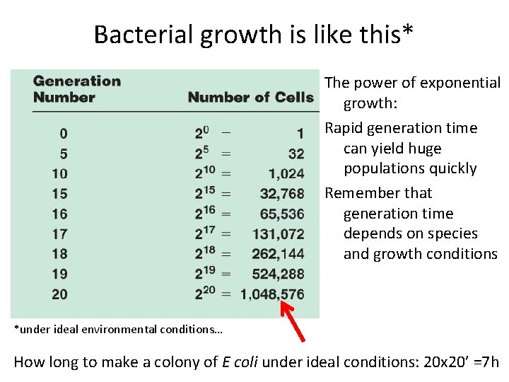 Bacterial growth is like this* The power of exponential growth: Rapid generation time can Bacterial growth is like this* The power of exponential growth: Rapid generation time can