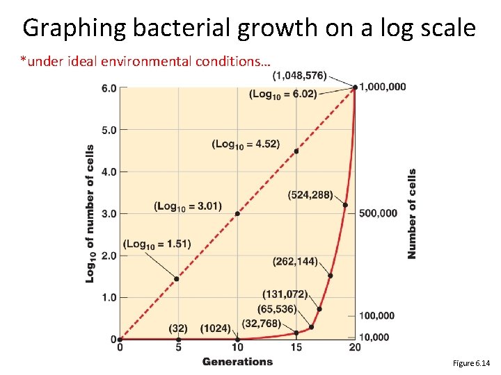 Graphing bacterial growth on a log scale *under ideal environmental conditions… Figure 6. 14