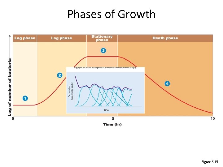 Phases of Growth Figure 6. 15 Phases of Growth Figure 6. 15