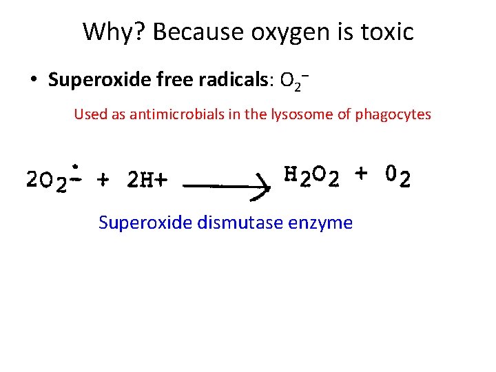 Why? Because oxygen is toxic • Superoxide free radicals: O 2– Used as antimicrobials Why? Because oxygen is toxic • Superoxide free radicals: O 2– Used as antimicrobials
